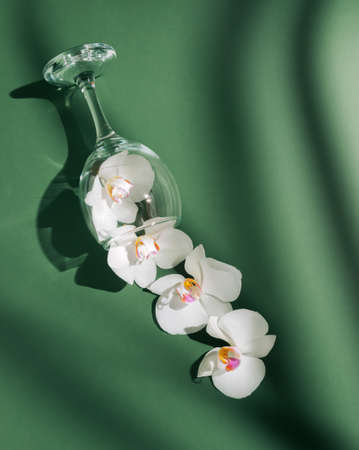 Spilled white flowers from the wine glass. Minimal aesthetic arrangement with shadows on the dark green background.の写真素材