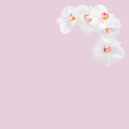 Corner frame made with white flowers on the creative pastel pink background. Minimal composition.の写真素材