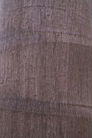 Close up of a treeの写真素材