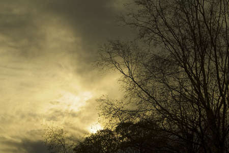 Moody image of a dark sky with tree silhouetteの写真素材