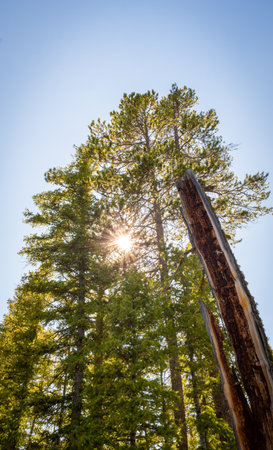 Giant Sequoia Trees in Sequoia National Park, Californiaの写真素材