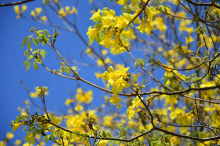 yellow tabebuia background focus in center