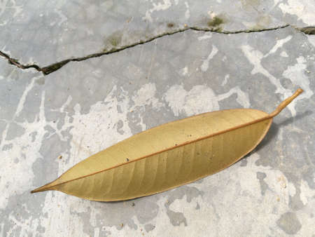 a light brown leaf on cracked cement ground