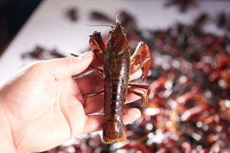 Live crayfish in hand on a white background close-up