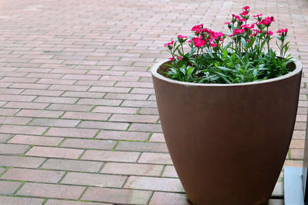 vigorous plantsの写真素材