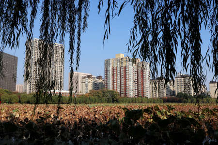 The skyscrapers in these cities are houses and office buildingsの写真素材