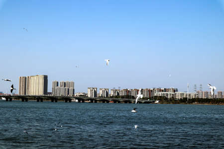 big bridge over the lake, and many birds are flyingのeditorial素材