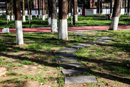 This is a grove in the parkの写真素材