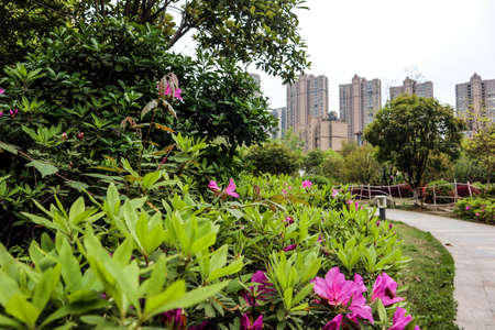 This is a beautiful garden view in a residential area