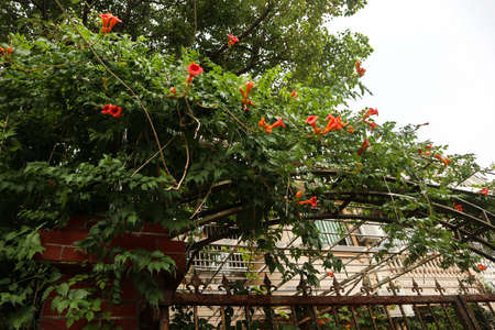 This is a beautiful Chinese residential community. The fence of the villa is covered with beautiful...