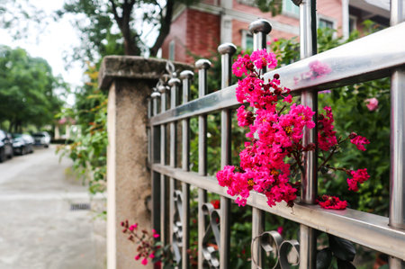 This is a beautiful Chinese residential community. The fence of the villa is covered with beautiful flowers and green plantsの写真素材