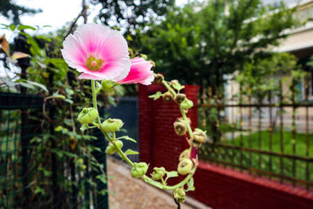 This is a beautiful Chinese residential community. The fence of the villa is covered with beautiful flowers and green plantsの写真素材