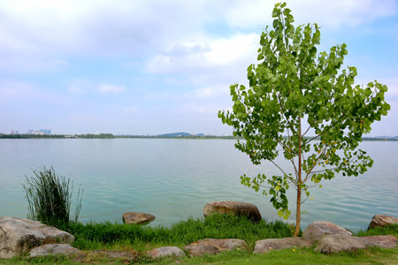 beautiful view of a lush park in Chinaの写真素材