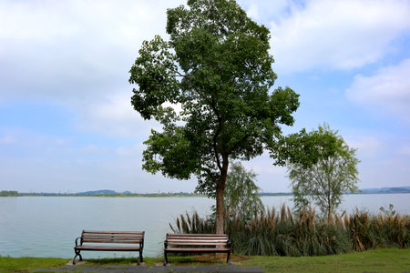 beautiful view of a lush park in Chinaの写真素材