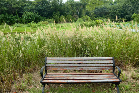 beautiful view of a lush park in Chinaの写真素材