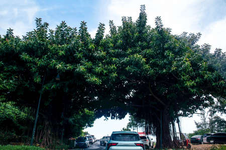Coffee tree on the road in Chiang Mai, Thailand.