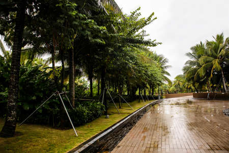 Coconut palm trees in the rain in Sri Lanka, Asiaの写真素材