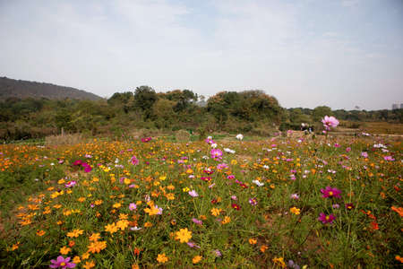 A flower field in China is full of beautiful Gesang flowersの写真素材