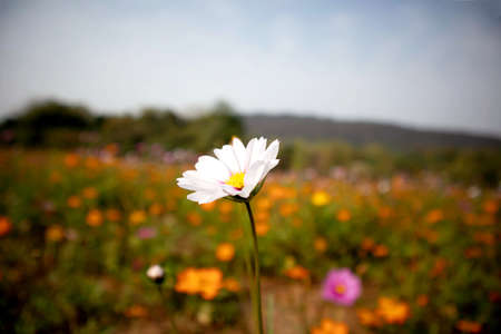 A flower field in China is full of beautiful Gesang flowersの写真素材