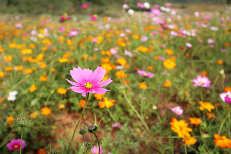 A flower field in China is full of beautiful Gesang flowersの写真素材
