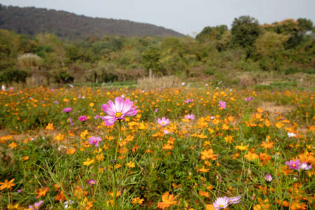 A flower bed in China is covered with beautiful Gesang flowers and small daisiesの写真素材