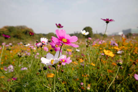 A flower bed in China is covered with beautiful Gesang flowers and small daisiesの写真素材