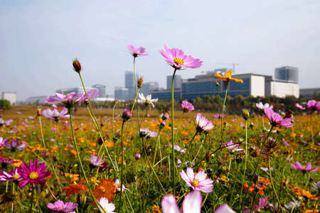 A flower field in China is full of beautiful Gesang flowersの写真素材