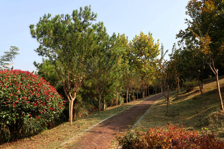 beautiful view of a lush park in Chinaの写真素材