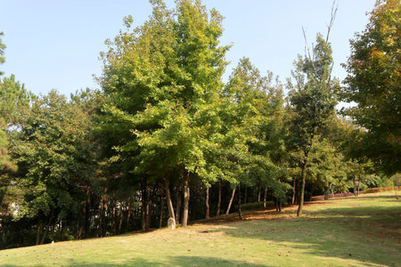beautiful view of a lush park in Chinaの写真素材