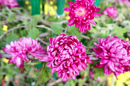 Pink chrysanthemums in the garden on a sunny day