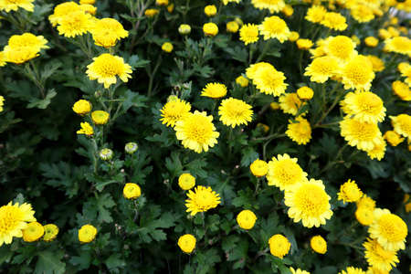 The garden was full of beautiful daisiesの写真素材