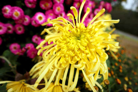 The garden was full of beautiful daisiesの写真素材