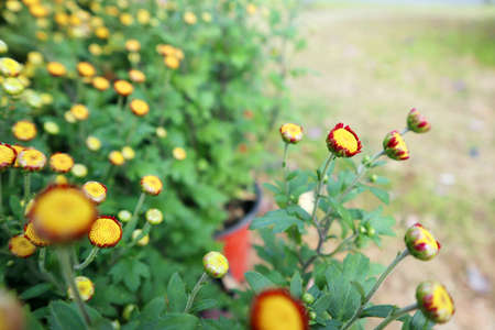 The garden was full of beautiful daisiesの写真素材