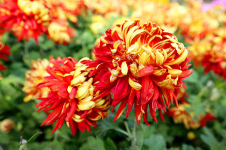 The name of this beautiful flower is dahliaの写真素材