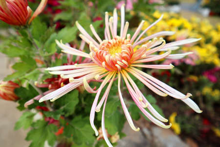 chrysanthemum very nice colorful autumn garden flower close up