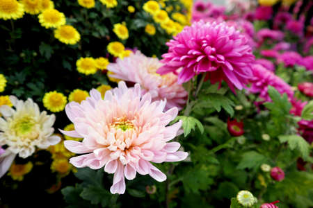 The name of this beautiful flower is dahliaの写真素材