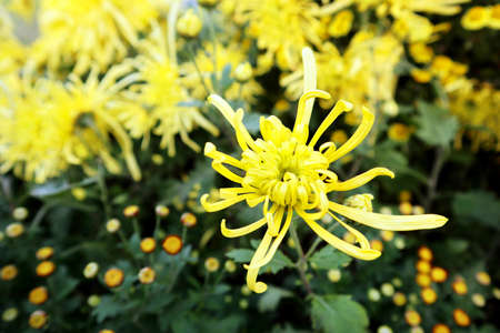 The name of this beautiful flower is dahliaの写真素材
