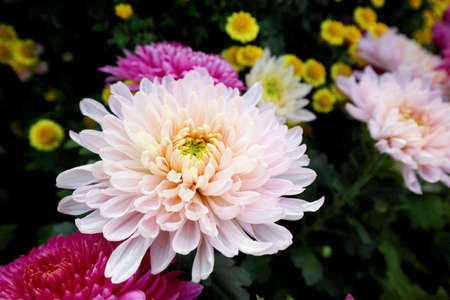 The name of this beautiful flower is dahliaの写真素材