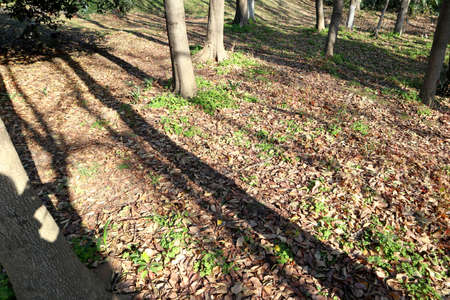 Sunlight and shadows on the ground in the park. The shadow of a tree on the ground.