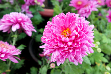The name of this beautiful flower is dahliaの写真素材