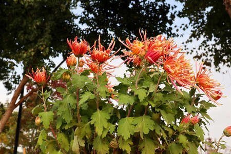 chrysanthemum very nice colorful autumn garden flower close upの写真素材
