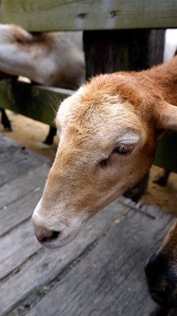 Sheep behind fence in farm.の写真素材