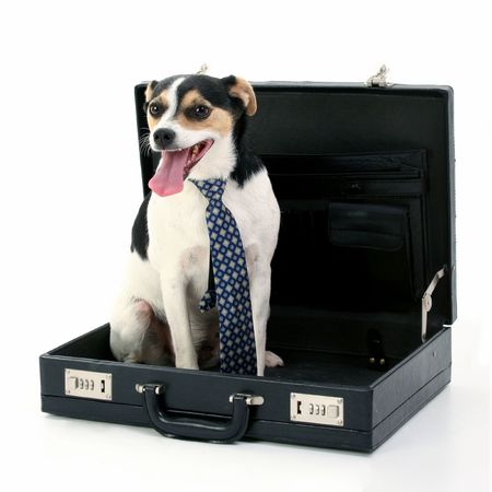 Dog wearing tie sitting in briefcase. Shot in studio over white.の写真素材