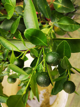 Limau kasturi (Calamansi Lime)の写真素材