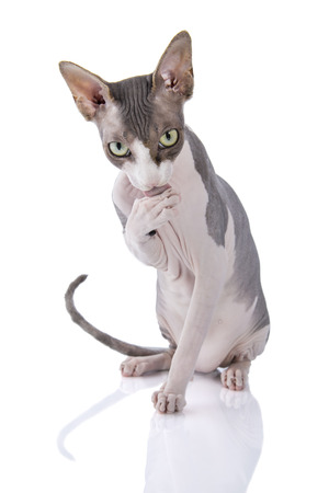 Sphynx catの写真素材