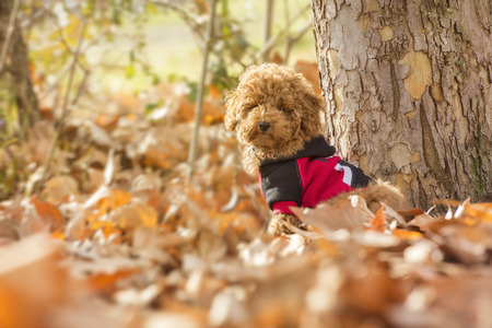 Poodle puppy in the park