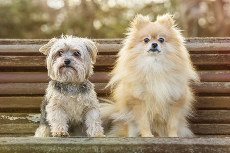 Yorkshire and pomeranian in the parkの写真素材