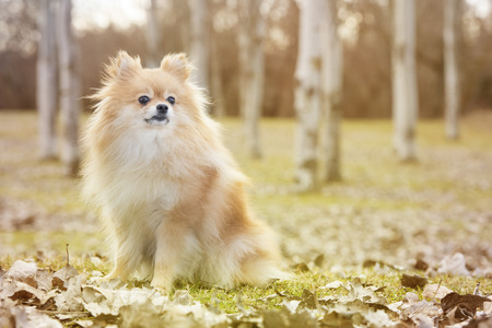 Pomeranian dog in the parkの写真素材