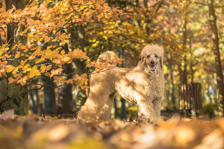 Beautiful standard poodle portrait in the colorful autumn with leaves in the parkの写真素材