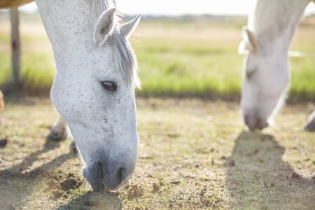 Closeup portrait of a grey horse grazing in a meadow at sunset, with another horse in the background. Horizontal. No people. Selective focus. Copyspace.の写真素材